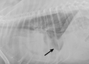 How To Treat Pleural Effusion In Dogs