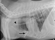 How Long Can A Dog Live With Pleural Effusion